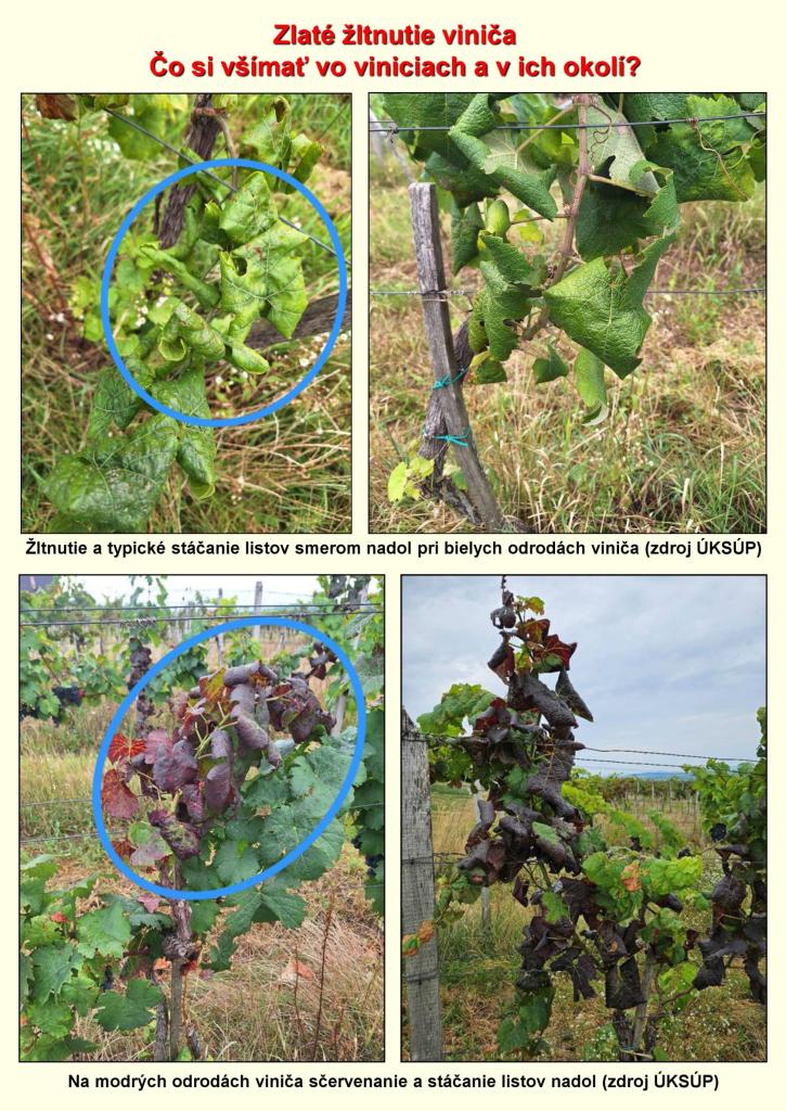 Zlate_zltnutie_vinica_co_si_vsimat_letak_1